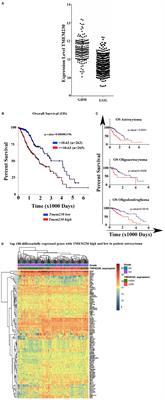 Transmembrane Protein TMEM230, a Target of Glioblastoma Therapy